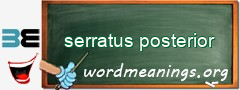 WordMeaning blackboard for serratus posterior